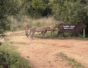 Thorn Tree Bush Camp